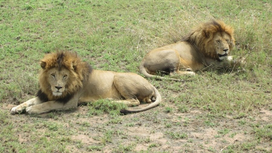 Lion sightings at Tsavo West