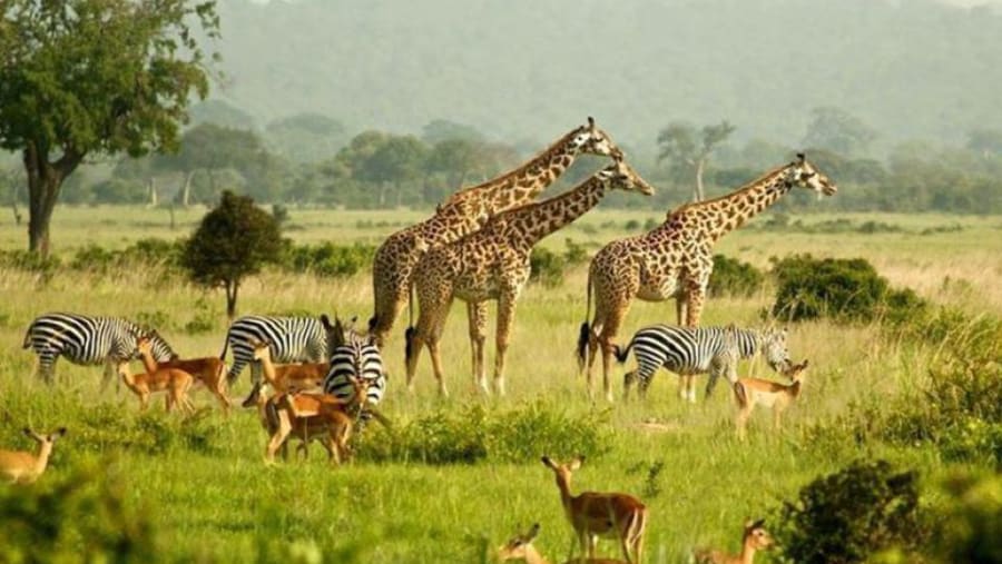 Murchison Falls National Park