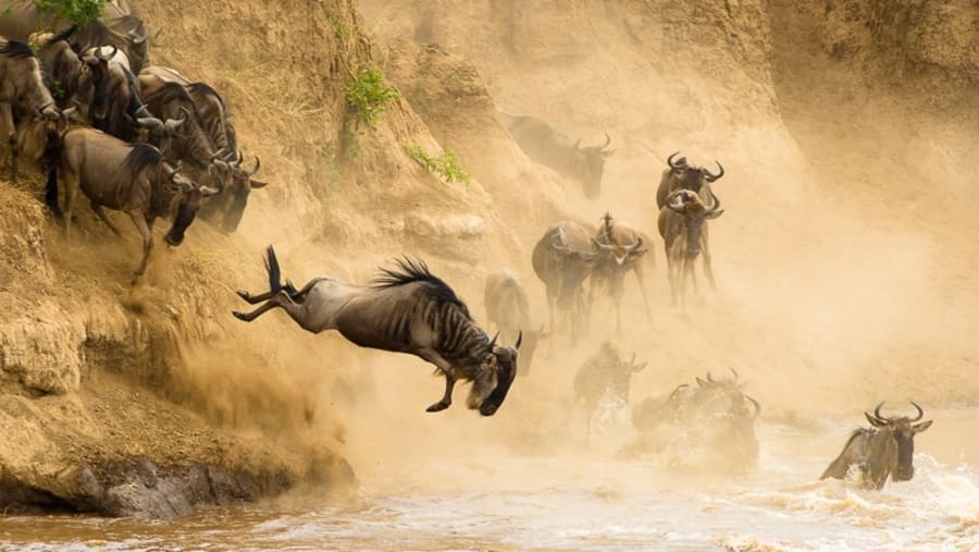 Wildebeests migrating