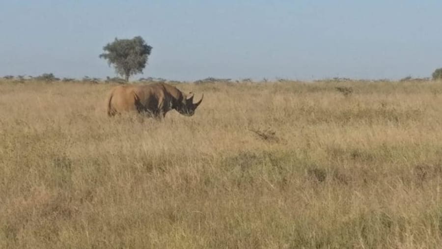African Rhino