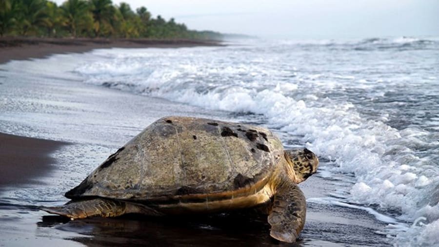 Turtle Watching