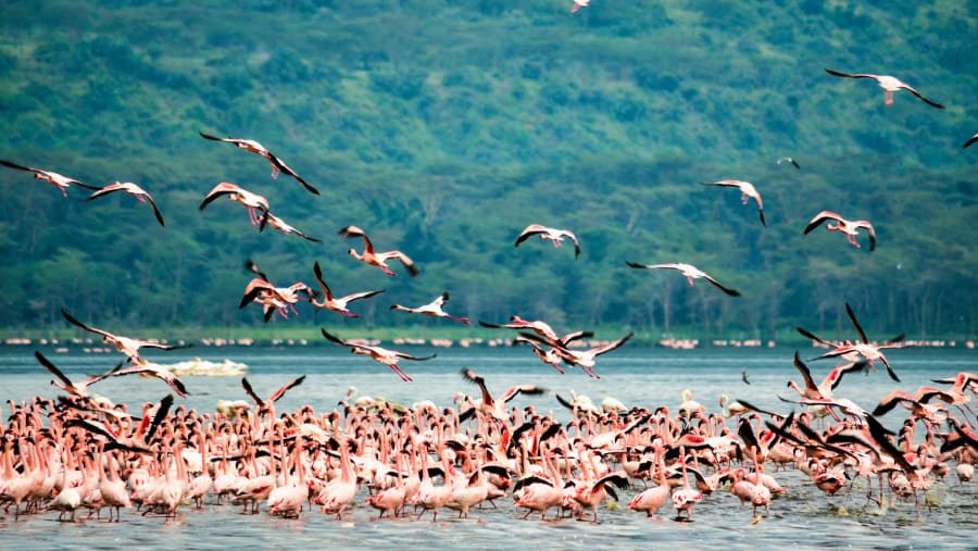 Flamingos at Lake Nakuru