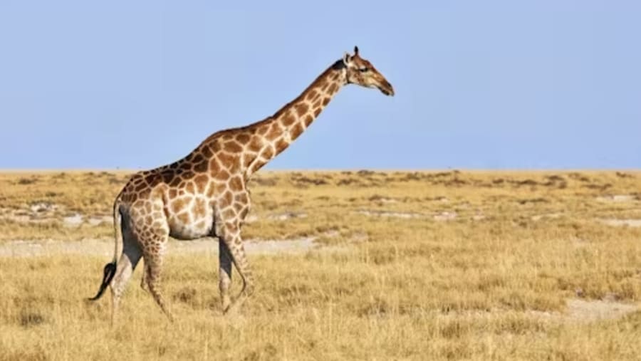Masai Giraffe