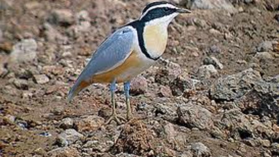 Birding In The Gambia