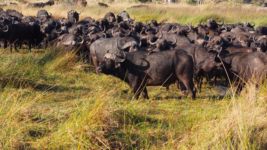Buffaloes in Moremi Game Reserve