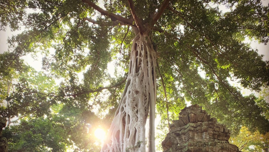 Ta Prohm