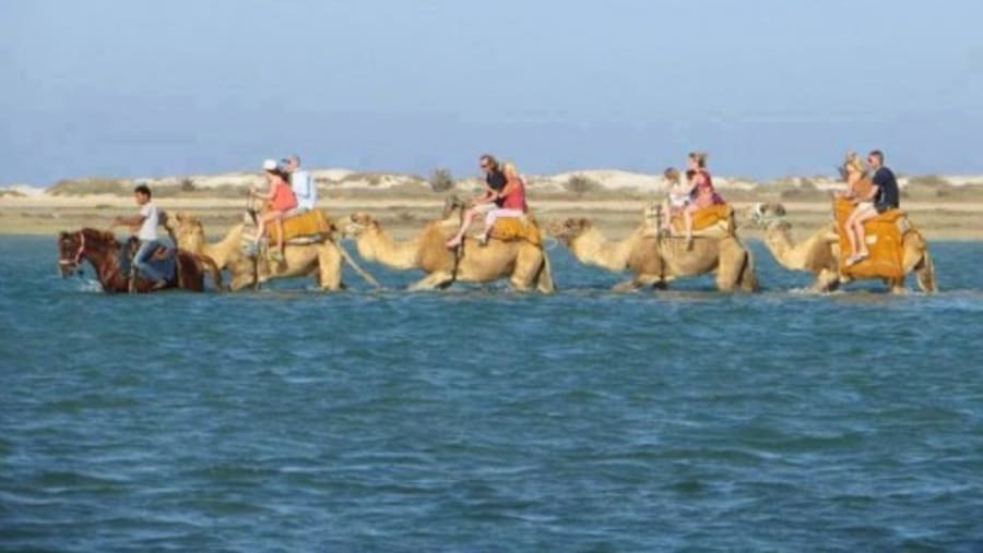 Camel ride