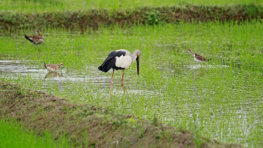 Waterbirds