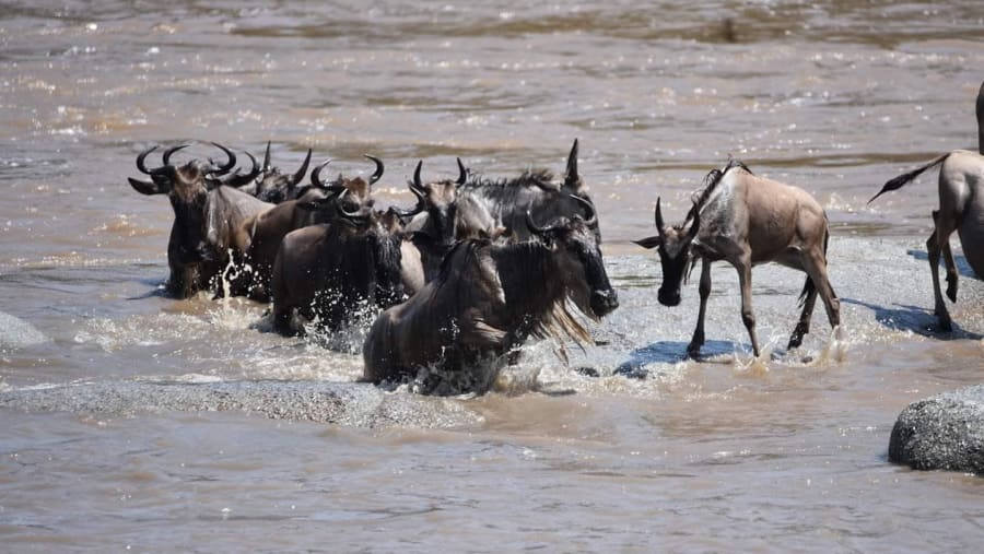 Wildebeest Migration