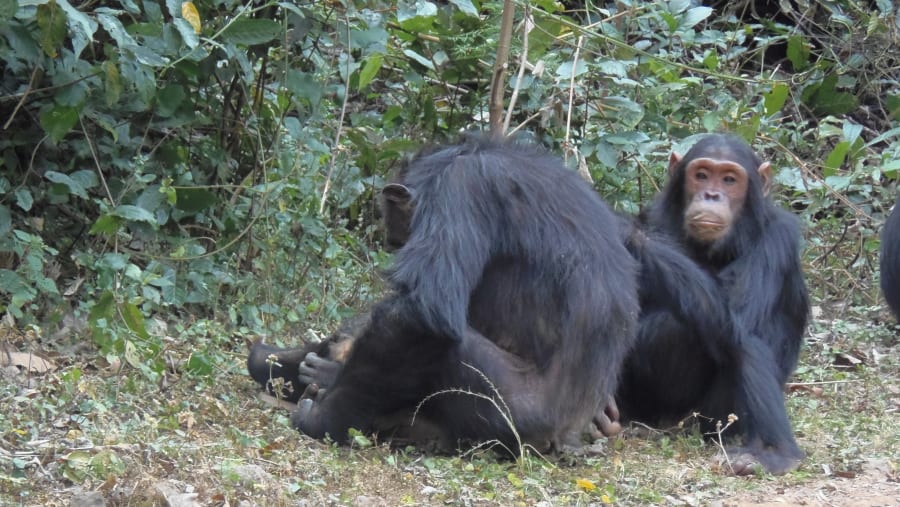 Chimpanzees at Gombe Stream National Park