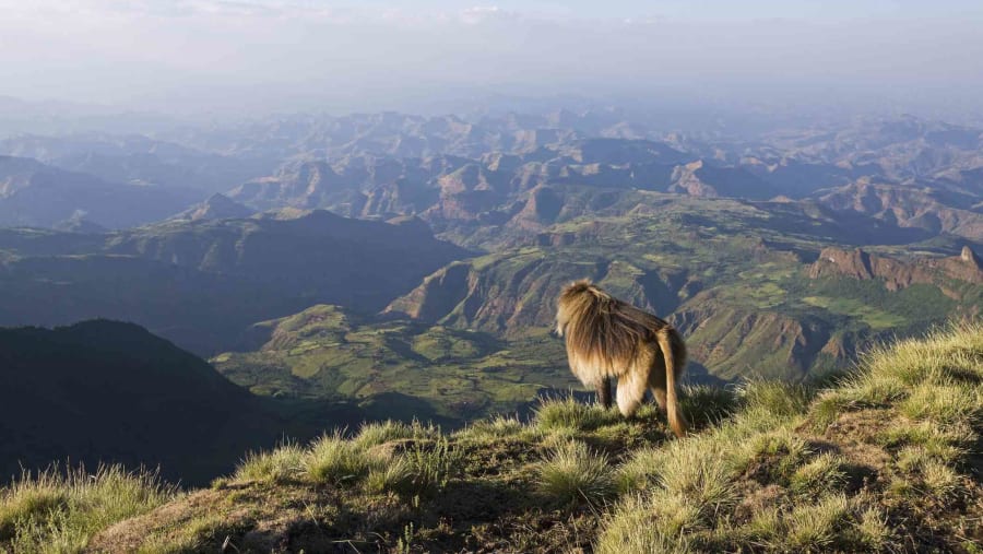 Simien Mountain National Park