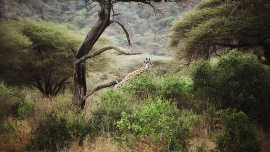 Look for Giraffes at Lake Manyara National Park