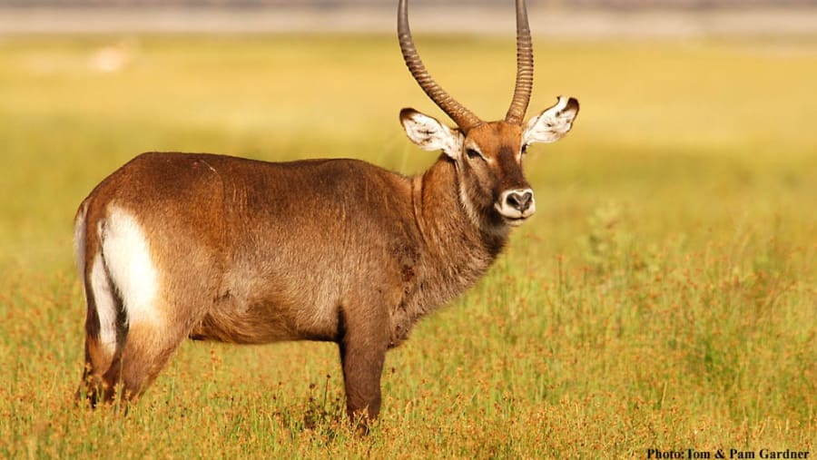 Spot various types of deer and gazelles