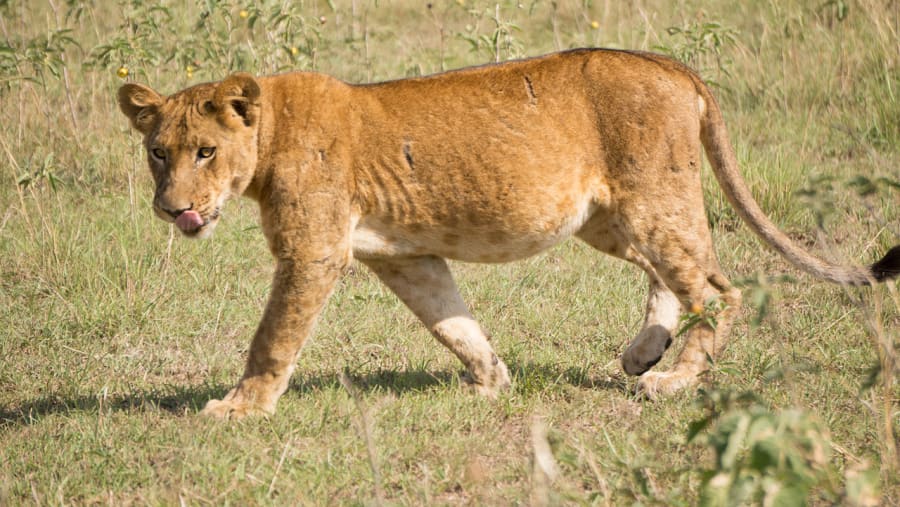 Lion at Queen Elizabeth National Park