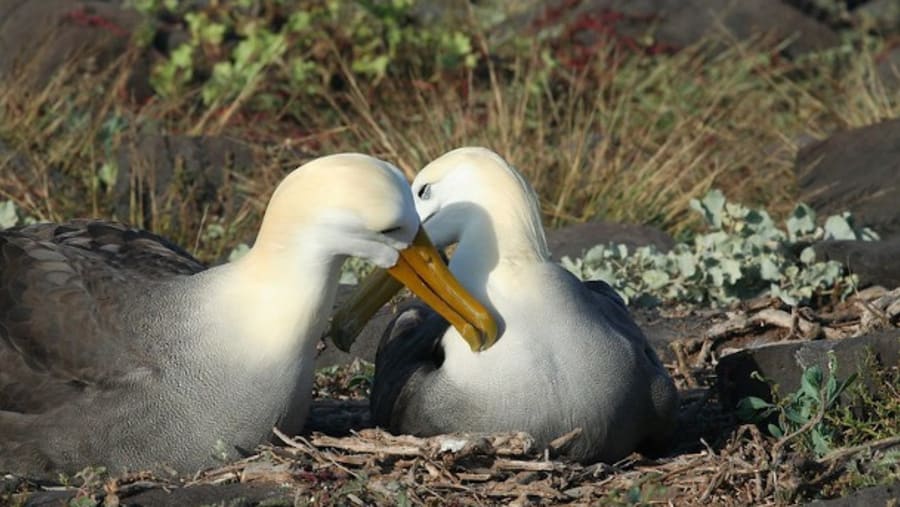 Waved albatross