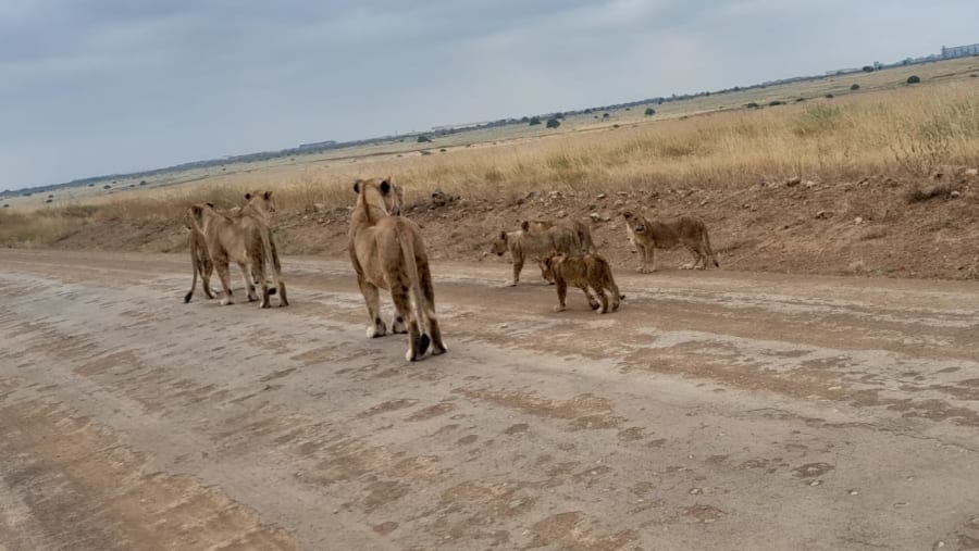 Nairobi National Park
