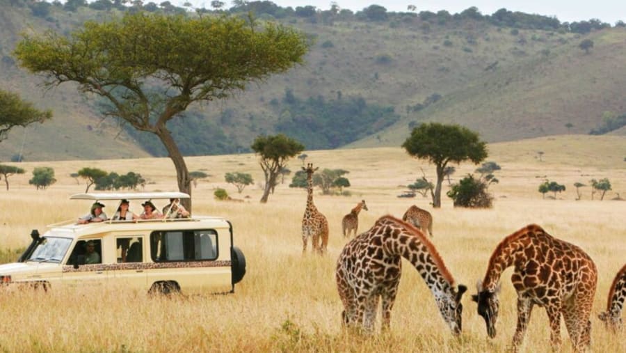 Masai Giraffe