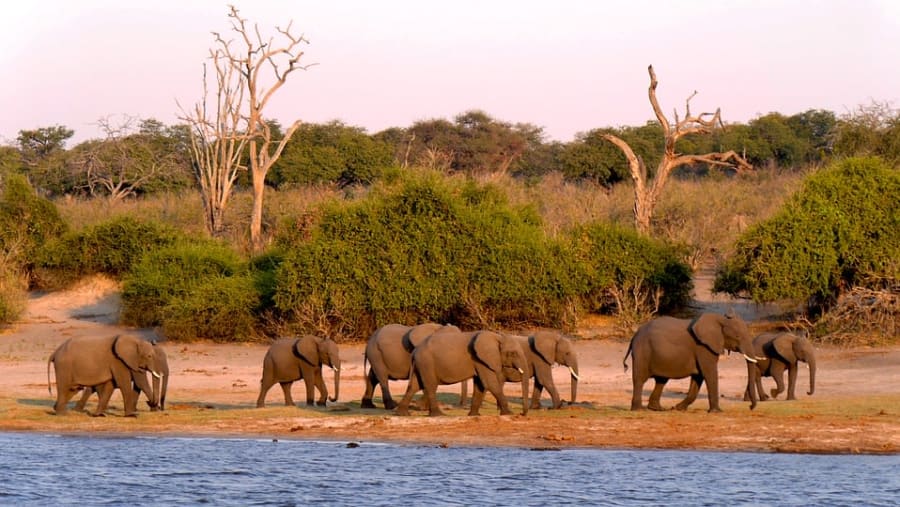 Elephant Sighting in Chobe NP