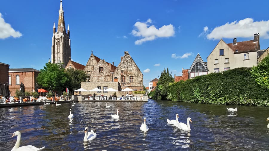 Spot swans swimming in the lakes of Bruges