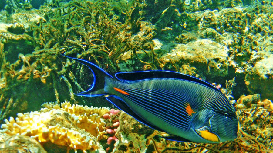 Marine life