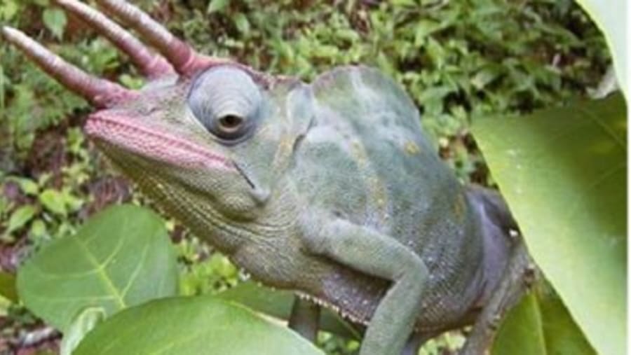 Reptile