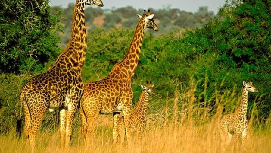 Marvel at Wild Giraffes