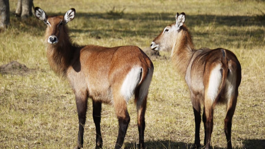 Tarangire National Park