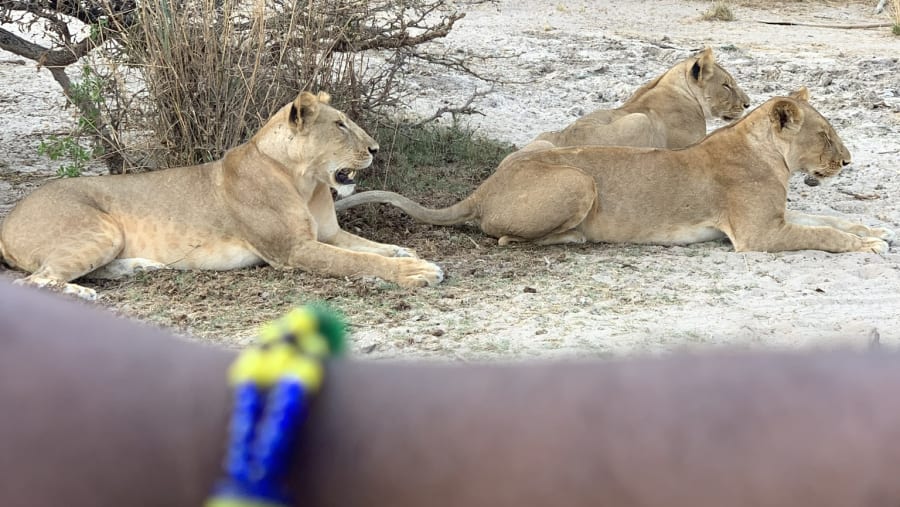 Lion viewing at Nyerere National park