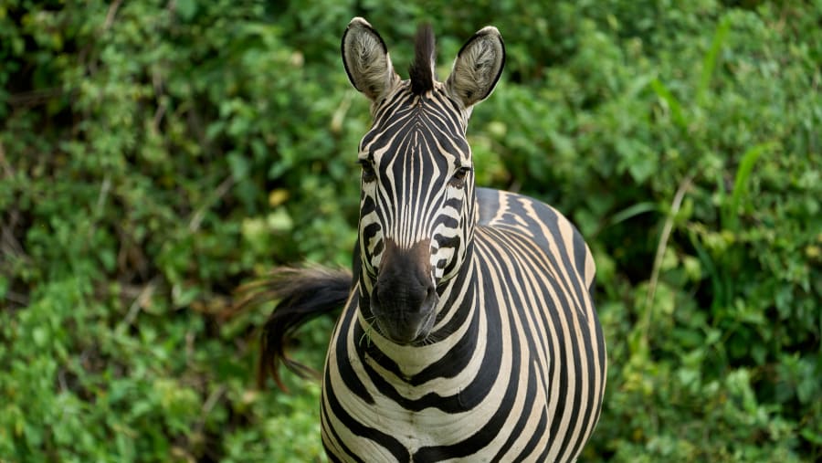 Zebra