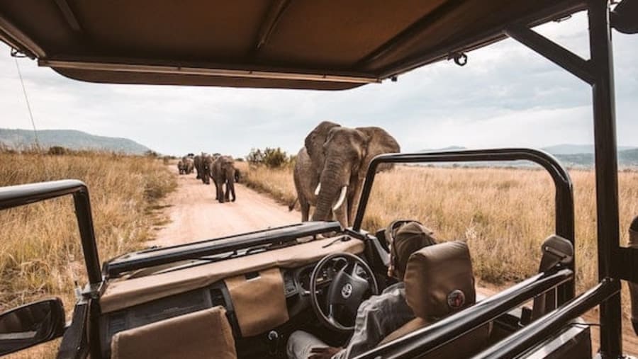 Safari