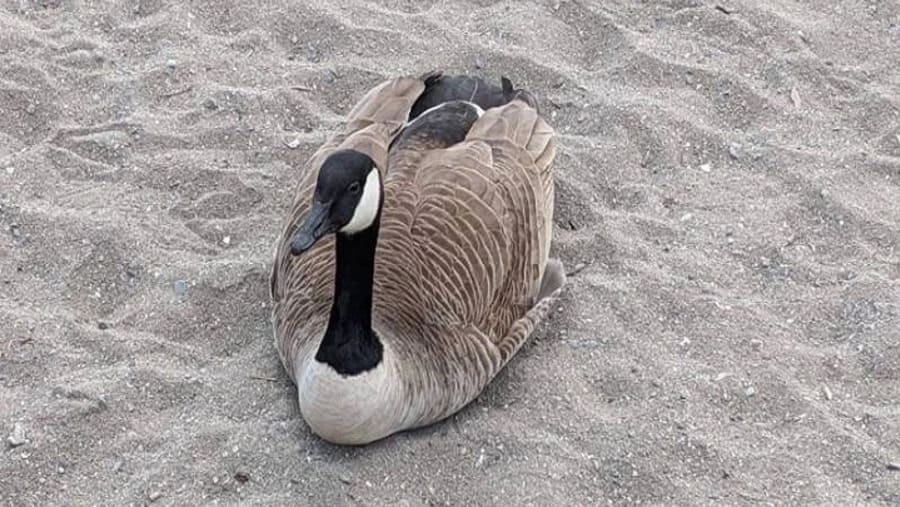 Goose