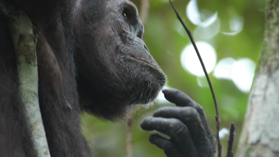 Chimpanzee at Mahale Mountains National Park