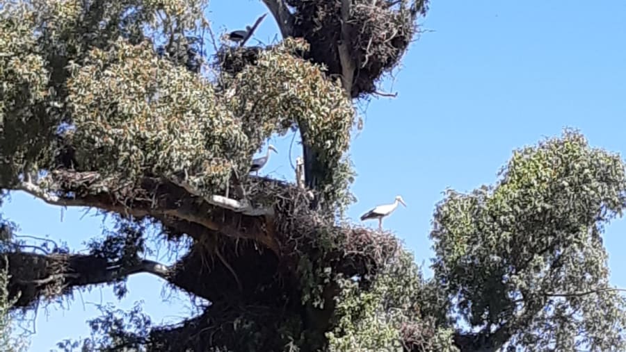 Bird Watching in Dehesa de Abajo
