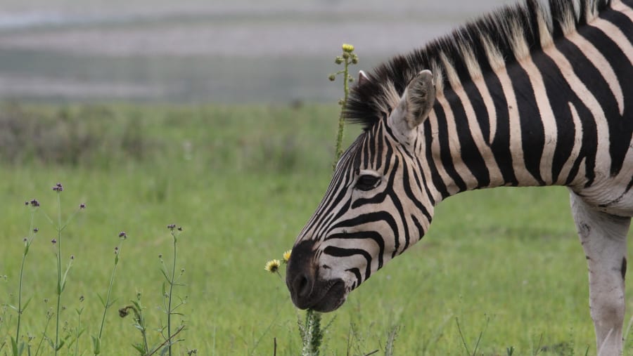 Game drive views
