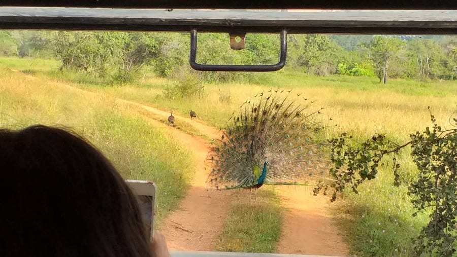 Wilpattu National Park