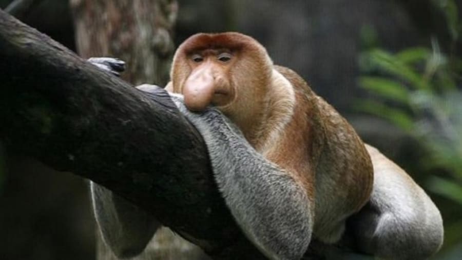 Proboscis Monkey in Borneo Island