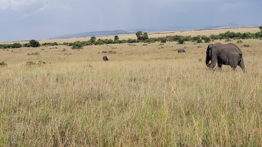 Witness the wildlife