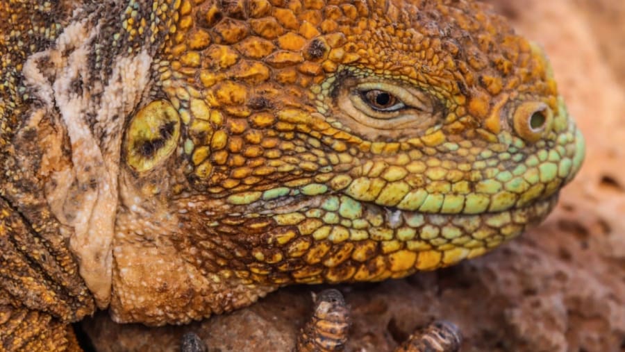 Green iguana