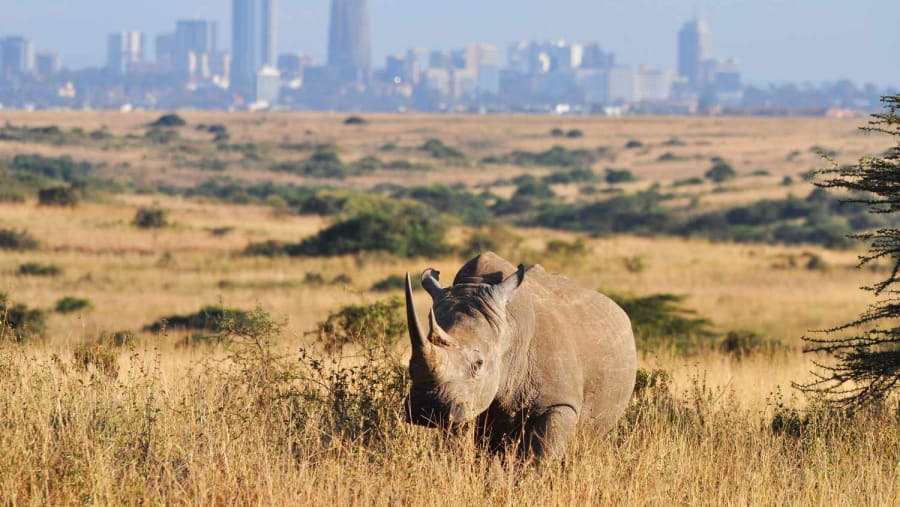 Nairobi Wildlife & Conservation Experience