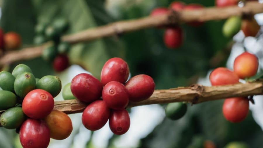 Traditional Coffee Preparation