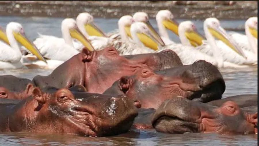 Hippopotamus