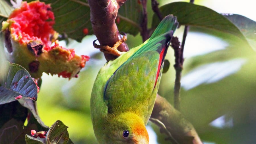 Sri Lankan Hanging Parrot, Deniyaya, Sri Lanka