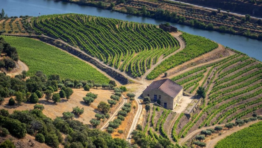 Quinta do Vale Meão
