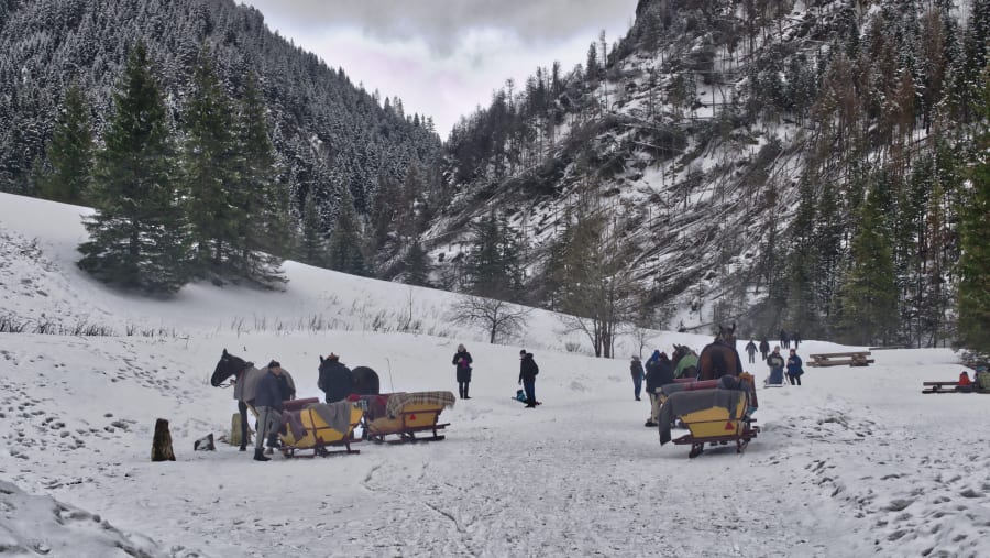 Horse Sleigh Rides