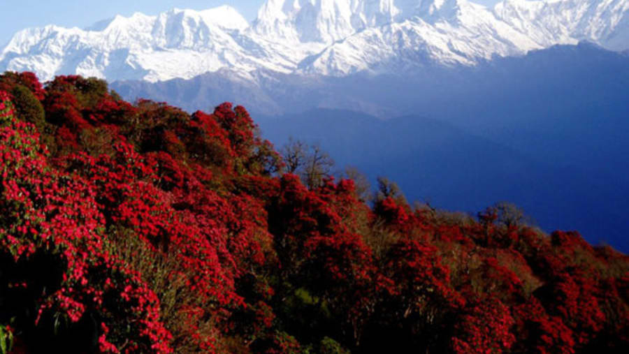 Rhododendron forest
