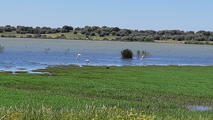 Water Birds in  Dehesa de Abajo