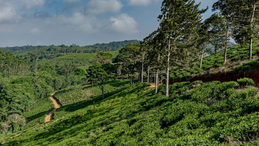 Usambara Mountains