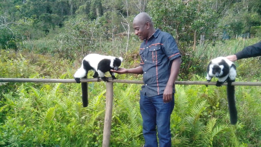 Lemurs in Madagascar