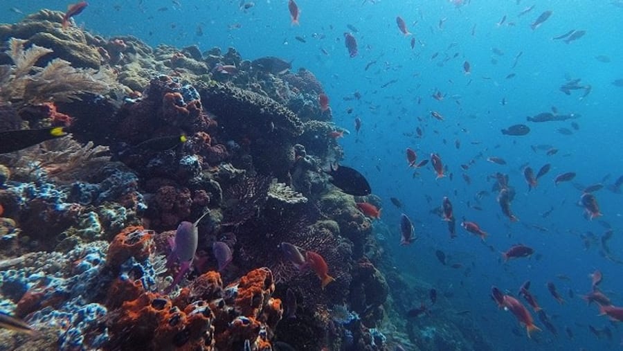 Enjoy Snorkelling at Red Beach, Indonesia