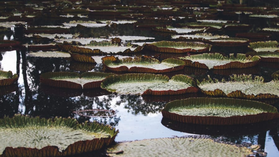 Visit botanical garden in Port Louis